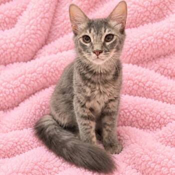 Jacky Sweet Boy -  Domestic Medium Hair Cat for Adoption in Glendora, California - Jacky Sweet Boy | PetCurious