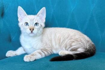 RONALDO -  Siamese Cat for Adoption in Tustin, California - RONALDO | PetCurious