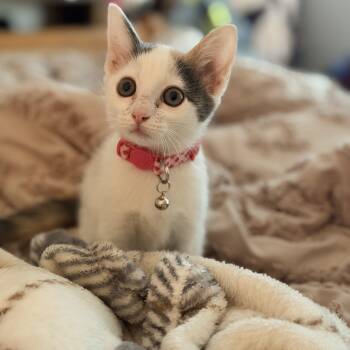 Sassafras -  Domestic Short Hair Cat for Adoption in Bryan, Texas - Sassafras | PetCurious