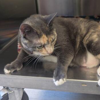 Claudia -  Domestic Medium Hair Cat for Adoption in Emporia, Kansas - Claudia | PetCurious