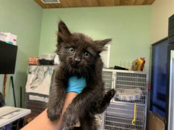 Rescue Domestic Medium Hair and Domestic Short Hair Cats for Adoption in Grand Prairie, Texas - MAJESTY | PetCurious