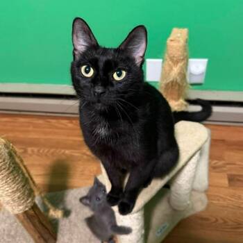 Rescue Domestic Short Hair Cats for Adoption in Arlington, Washington - Mama Luna | PetCurious