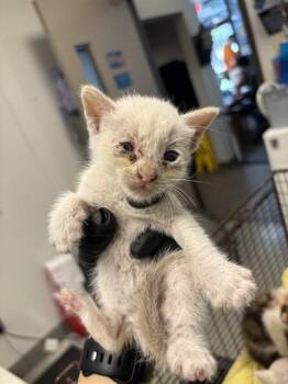 KITTEN 6 -  Domestic Short Hair Cat for Adoption in Ontario, California - KITTEN 6 | PetCurious
