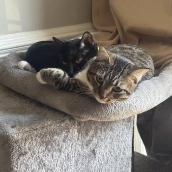 Domestic Medium Hair Cats Available for Adoption - Asher | PetCurious