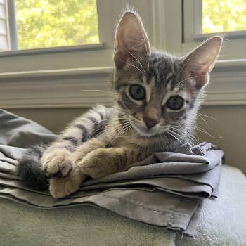 Percy -  Domestic Short Hair Cat for Adoption in Alexandria, Virginia - Percy | PetCurious