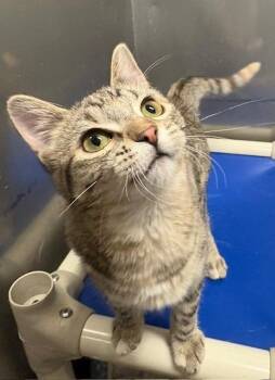 Domestic Short Hair Cats Available for Adoption in Ladysmith, Wisconsin - Poppy | PetCurious