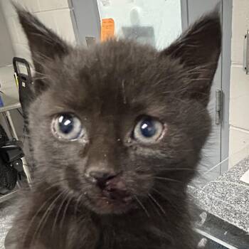 Domestic Short Hair Cats Available for Adoption in Greenville, South Carolina - Lacey | PetCurious