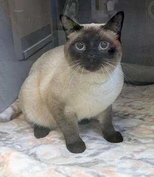 Siamese Cats Available for Adoption - Moose | PetCurious