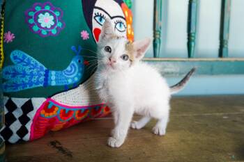 Benito -  Domestic Short Hair Cat for Adoption in San Antonio, Texas - Benito | PetCurious