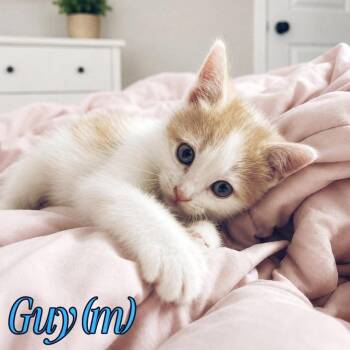 Guy -  Domestic Short Hair Cat for Adoption in Fremont, Nebraska - Guy | PetCurious