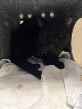 Domestic Short Hair Cats Available for Adoption - Cosmos | PetCurious