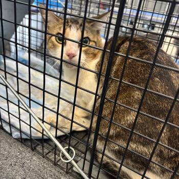 Faith -  Domestic Short Hair Cat for Adoption in Montgomery, Alabama - Faith | PetCurious
