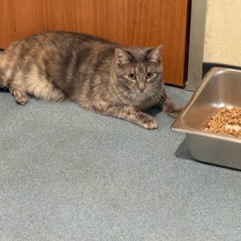 Bellatrix (Snickers) -  Domestic Short Hair Cat for Adoption in Edinburg, Texas - Bellatrix (Snickers) | PetCurious