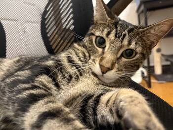 Domestic Short Hair Cats Available for Adoption - Minsk | PetCurious