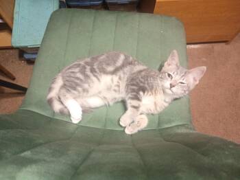 Fritz -  Domestic Short Hair Cat for Adoption in Niles, Michigan - Fritz | PetCurious