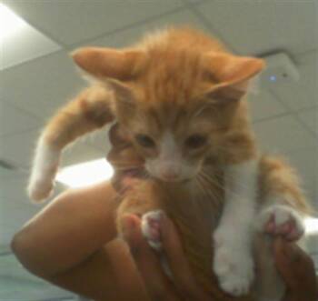 YOKO -  Domestic Short Hair Cat Available for Adoption in Charlotte, North Carolina - YOKO | PetCurious