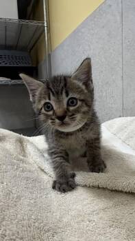 Nibbles -  Domestic Short Hair Cat for Adoption in Honolulu, Hawaii - Nibbles | PetCurious