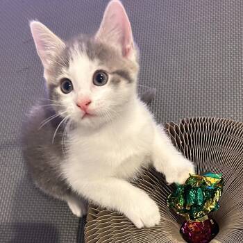 Domestic Short Hair and Tabby Cats Available for Adoption in Germansville, Pennsylvania - Leia ( Bonded With Luke) | PetCurious