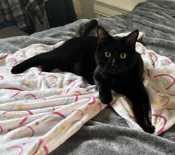 Domestic Short Hair Cats Available for Adoption - L