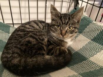 Darby -  Tabby and Domestic Short Hair Cat for Adoption in Dublin, Ohio - Darby | PetCurious
