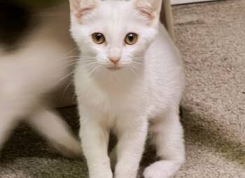 Breeze -  Domestic Short Hair Cat for Adoption in Springfield, Pennsylvania - Breeze | PetCurious