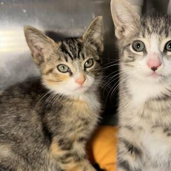 Galaga -  Domestic Short Hair Cat for Adoption in Los Angeles, California - Galaga | PetCurious