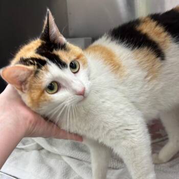 Domestic Short Hair Cats Available for Adoption in Springfield, Illinois - Maria | PetCurious