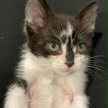 Tiny Tim Shaw -  Domestic Short Hair Cat for Adoption in Eagle Mountain, Utah - Tiny Tim Shaw | PetCurious