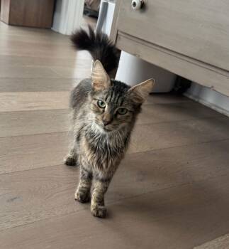 Domestic Short Hair Cats Available for Adoption - Roxy | PetCurious