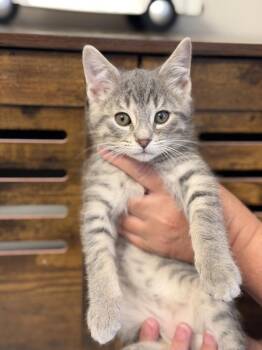 Domestic Short Hair Cats Available for Adoption in Wheaton, Illinois - Tedesco | PetCurious