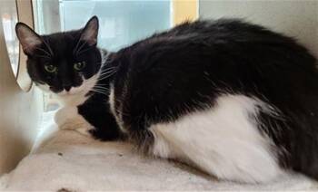 STORMI -  Domestic Short Hair Cat for Adoption in Colorado Springs, Colorado - STORMI | PetCurious