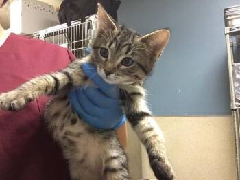 LEMON MERINGUE -  Domestic Short Hair Cat for Adoption in Riverside, California - LEMON MERINGUE | PetCurious