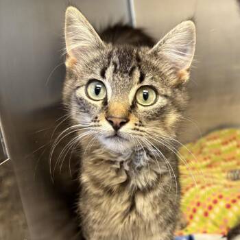 Lou -  Tabby Cat for Adoption in Little Falls, Minnesota - Lou | PetCurious