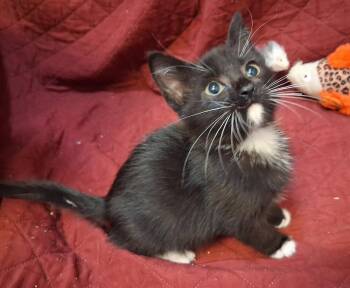 Willoughby -  Domestic Short Hair Cat for Adoption in Greensboro, North Carolina - Willoughby | PetCurious