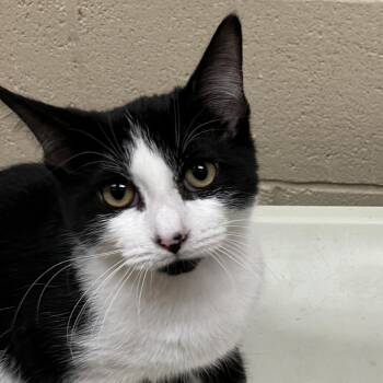 Millie -  Domestic Short Hair Cat for Adoption in Grand Rapids, Michigan - Millie | PetCurious