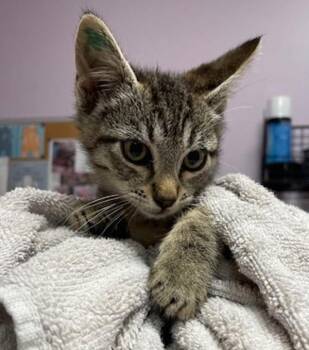 Gwendolyn -  Domestic Short Hair Cat for Adoption in Vancouver, Washington - Gwendolyn | PetCurious