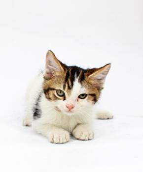 Oreo -  Domestic Short Hair Cat for Adoption in Morton Grove, Illinois - Oreo | PetCurious
