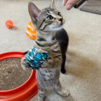 Wagner -  Tabby Cat for Adoption in Central Falls, Rhode Island - Wagner | PetCurious