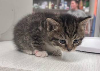 Rescue Domestic Short Hair Cats for Adoption in Greenfield, Indiana - Cider | PetCurious