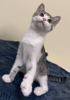 Cindy Clawford -  Domestic Short Hair Cat for Adoption in Garden City, Michigan - Cindy Clawford | PetCurious