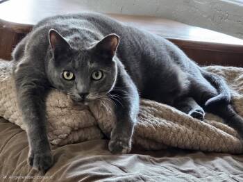 Waleska Lovebug -  Domestic Short Hair Cat for Adoption in Chandler, Arizona - Waleska Lovebug | PetCurious
