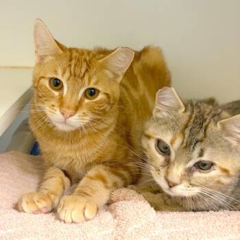 Parsley -  Domestic Short Hair Cat for Adoption in Woodinville, Washington - Parsley | PetCurious