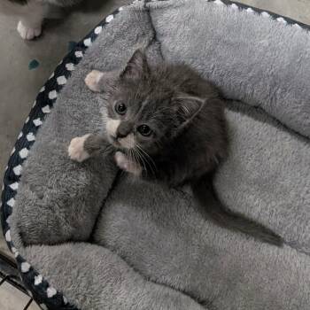 Rescue Domestic Short Hair Cats for Adoption in Jasper, Indiana - Pesto | PetCurious