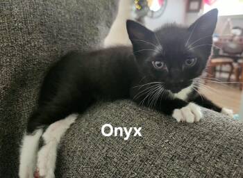 Onyx -  Domestic Short Hair Cat for Adoption in Chicopee, Massachusetts - Onyx | PetCurious