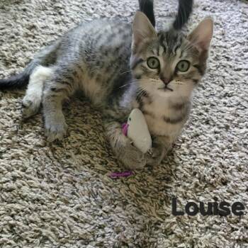 Louise -  Domestic Short Hair Cat for Adoption in Ferndale, Washington - Louise | PetCurious