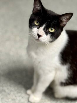 Rescue Domestic Short Hair Cats for Adoption in Washington, North Carolina - Leo | PetCurious