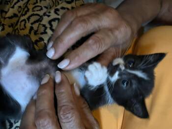 Rescue Tuxedo Cats for Adoption in Parkland, Florida - Ashley | PetCurious