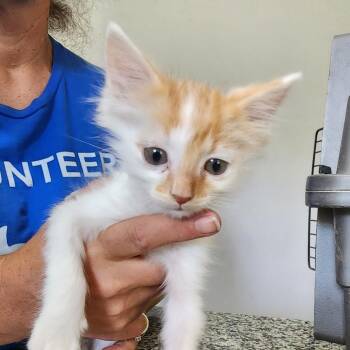 Dave -  Domestic Short Hair Cat for Adoption in Centerville, Tennessee - Dave | PetCurious