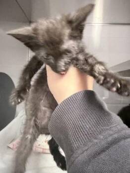 Domestic Medium Hair and Domestic Short Hair Cats Available for Adoption in Gastonia, North Carolina - Stewart | PetCurious