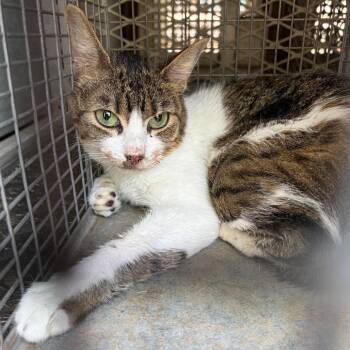 Levi -  Domestic Short Hair Cat for Adoption in Edinburg, Texas - Levi | PetCurious